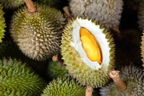 Sầu riêng không mùi đang gây sốt có gì đặc biệt?