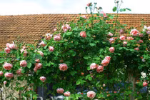 10 loại hoa chịu nắng nóng tốt, dễ trồng mùa hè