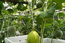 Vườn dưa lê, đu đủ sai trĩu dù chỉ trồng trong thùng xốp