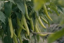 Thăm cánh đồng ớt hữu cơ Trà Vinh xuất đi Mỹ