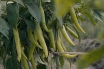 Thăm cánh đồng ớt hữu cơ Trà Vinh xuất đi Mỹ