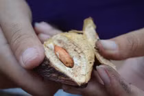 7 loại hạt tưởng chỉ đem vứt đi nhưng giá cao “ngất ngưởng“