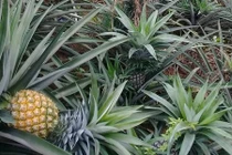 Những cánh đồng dứa trăm triệu của nông dân Việt