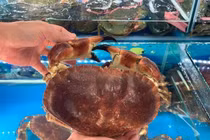 Sự thật về cua nâu Nauy siêu gạch đang gây “bão” chợ mạng