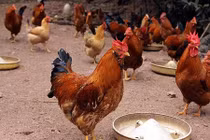 Gà râu Tiên Yên: Thêm đặc sản hot cho Tết 2018