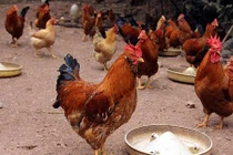 Gà râu Tiên Yên: Thêm đặc sản hot cho Tết 2018