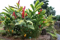 Hoa hạnh phúc nhập khẩu gây sốt Tết 2018 có gì đặc biệt?