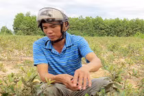 Con đường của gã “điên” trồng sim dại thu 2 triệu đồng/ngày