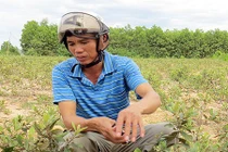 Con đường của gã “điên” trồng sim dại thu 2 triệu đồng/ngày