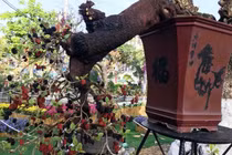 Loạt bonsai dáng quái, giá cả tỷ đồng khiến đại gia mê mệt