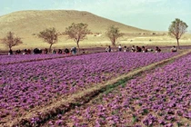 Cận cảnh cánh đồng trồng “thảo dược” đắt như vàng ở Trung Đông