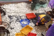 Xem ngư dân đánh bắt cá trích thu tiền triệu mỗi ngày