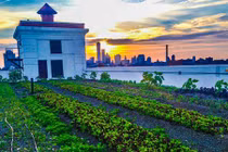 Những vườn rau khổng lồ không thể tin trên nóc nhà