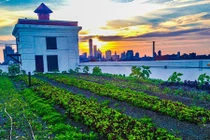 Những vườn rau khổng lồ không thể tin trên nóc nhà