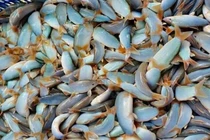 Loài cá lạ hóa “mỏ vàng”, bán 800.000/kg người mua nườm nượp