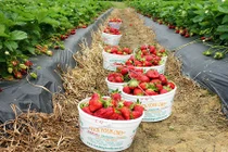 Tận mục vườn dâu tây nữ hoàng siêu đắt đỏ: 250.000 đồng/quả 