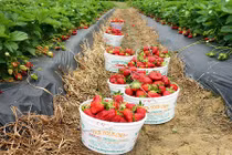 Tận mục vườn dâu tây nữ hoàng siêu đắt đỏ: 250.000 đồng/quả 