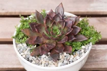 Những lưu ý phong thủy để ngôi nhà luôn may mắn