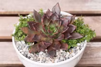 Những lưu ý phong thủy để ngôi nhà luôn may mắn