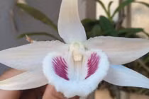 Vì sao lan giả hạc đắt tới 7 tỷ đồng?