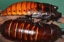 Giật mình những thú cưng quá dị của giới nhà giàu 