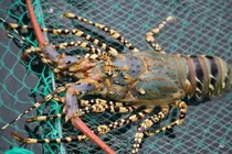 Sự thật về loại tôm hùm chỉ từ 20.000 đồng/con bán đầy chợ 