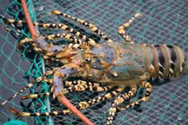 Sự thật về loại tôm hùm chỉ từ 20.000 đồng/con bán đầy chợ 