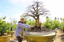 Dát vàng lên mai 100 tuổi: Đại gia Việt đổ tiền, chăm thế nào? 