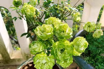 Chị em săn lùng hoa hồng xanh tiền triệu chơi Tết