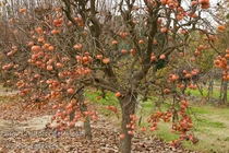 Mãn nhãn vườn hồng Nhật Bản 50 triệu đồng/quả