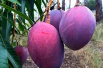 Hoa quả màu lạ, giá đắt "cắt cổ" vẫn quyến rũ hội chị em