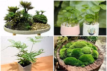 Ngắm bonsai độc nhất vô nhị lên đời từ cỏ dại