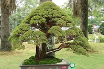 Mãn nhãn loạt tác phẩm kim sa tùng bonsai đẹp kinh điển 