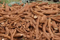 Sắn tươi rớt giá chỉ còn 2.000 đồng/kg