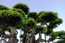 Cây dại thành bonsai dáng cực đẹp, tiền tỷ cũng khó mua