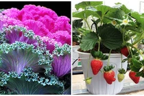 Loạt rau củ được hô biến thành bonsai "kịch độc" chơi Tết