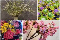 Thanh liễu, tuyết mai, anh đào... nhập khẩu Trung Quốc hút khách dịp Tết