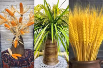 3 loại cây lương thực thành mốt chơi hoa được săn lùng 