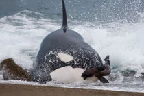 Clip: Cá voi sát thủ lao lên bờ săn giết hải cẩu