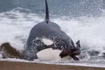 Clip: Cá voi sát thủ lao lên bờ săn giết hải cẩu