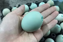 Đắt hơn loại thường, trứng gà ví như “nhân sâm” có gì đặc biệt?