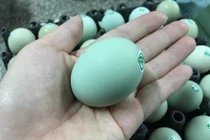 Đắt hơn loại thường, trứng gà ví như “nhân sâm” có gì đặc biệt?