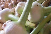 Loại tỏi đang gây tranh cãi ở Việt Nam có gì lạ?