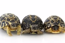Cụ rùa 90 tuổi sinh con đầu lòng tại vườn thú Houston 