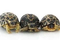 Cụ rùa 90 tuổi sinh con đầu lòng tại vườn thú Houston 