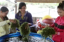 Thăm thủ phủ rong nho giúp nông dân Ninh Thuận đổi đời