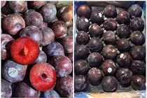 Rẻ hơn mận Việt đầu mùa, mận Úc khổng lồ khiến thượng đế “đốt ví“