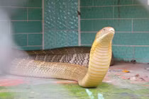 Tận thấy cảnh săn mồi của mãng xà ở miền Tây