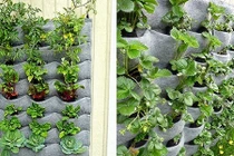 Mẹo trồng rau cực hay dành cho nhà chật