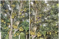 Tròn mắt xem cây mít “vỡ kế hoạch”, đếm mỏi mắt không hết 